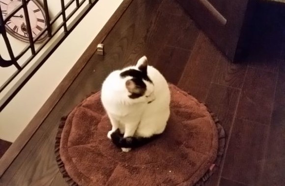 Margaritos Drobiazko ir Povilo Vanago augintiniai