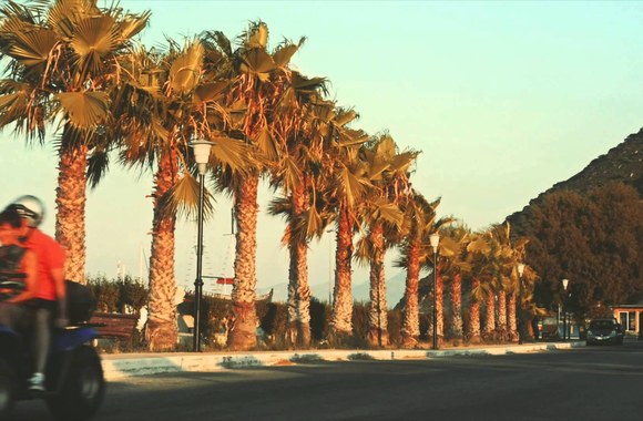 bird-green-speed-the-light