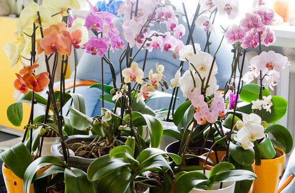 Vaidos Budraitytės orchidėjos