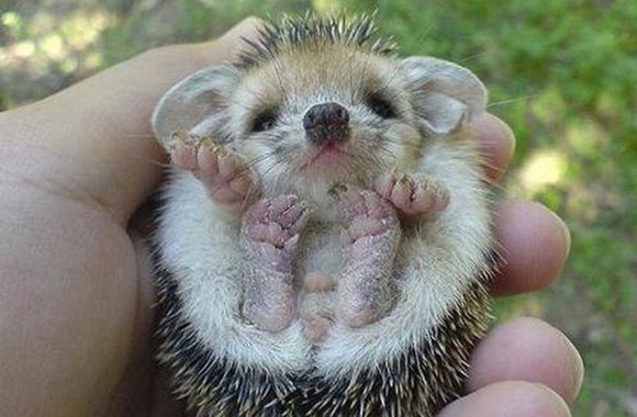 Skaiva Jasevičiūtė: nauja meilė