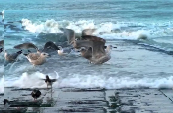 zilvinas-zvagulis-savi-krantai