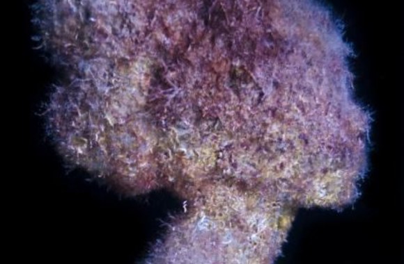 Pirmasis muziejus po vandeniu Europoje jau veikia