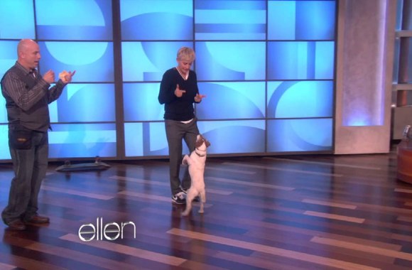 uggie-the-dog-does-tricks-for-ellen
