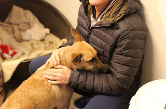 Jeanas Claude'as van Damme‘as šunų prieglaudoje