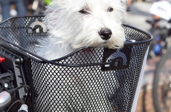 „Velomaratono“ akimirka