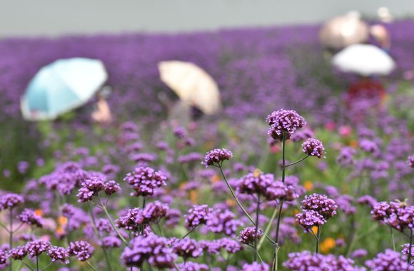 Verbenų laukai Kinijoje
