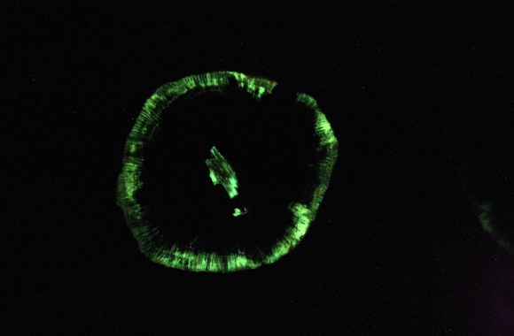 Šviečiančių gamtos objektų instaliacija