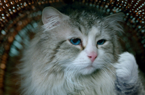 Komedija „Devyni gyvenimai“