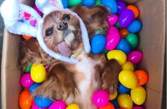 Augintinio profilis „Instagram“ (Toastmeetsworld)