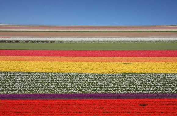 Gėlių jūra, Olandija