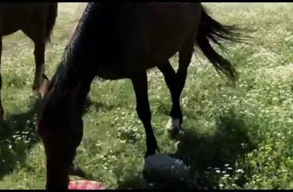 VIDEO kadras: Shorena Janiashvili SHATILIS ASULO