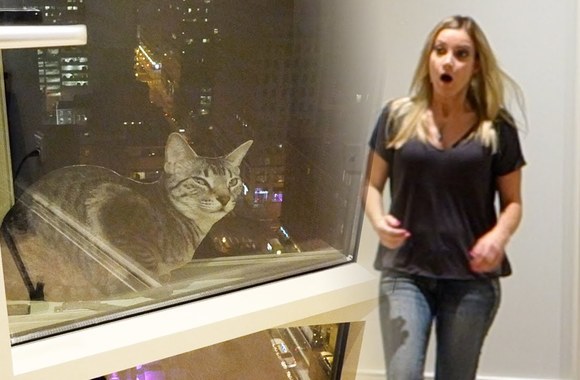 VIDEO kadras: Katė iškrito pro langą