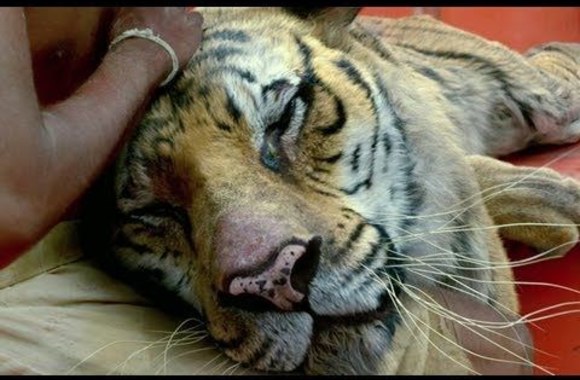 life-of-pi-official-trailer-hd