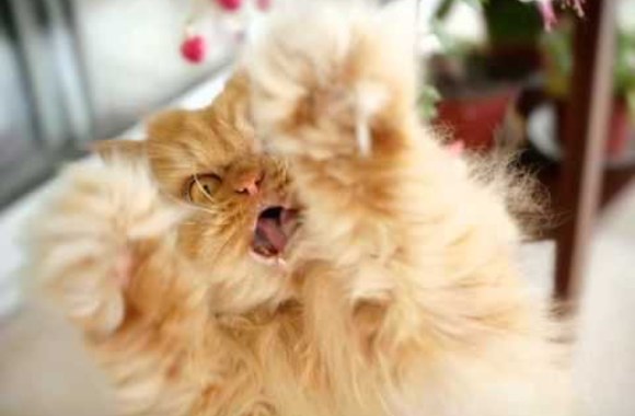 VIDEO kadras: Garfis