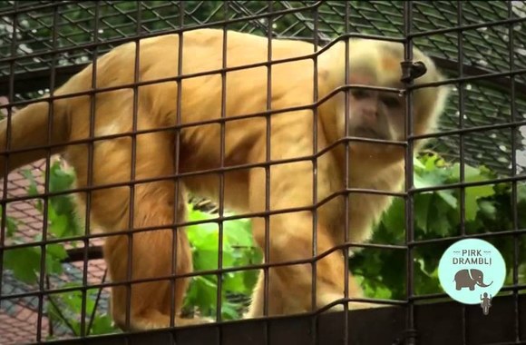 VIDEO kadras: PIRK DRAMBLĮ finaliniame koncerte uždainuos žvėreliai