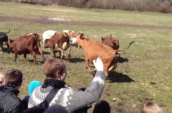 danish-attraction-dancing-cows-oko-dag