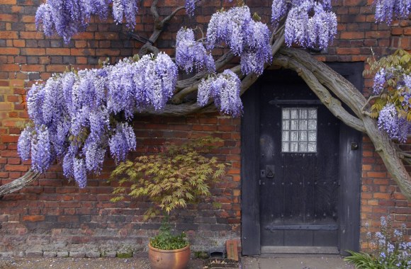 Žydinčios visterijos