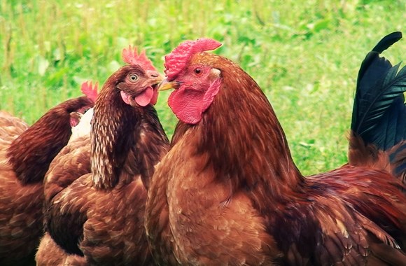 VIDEO kadras: Nėrius Pečiūra \"Dainelė apie chebrą\"