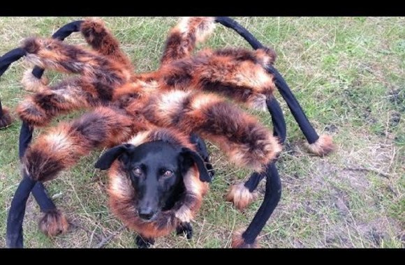 VIDEO kadras: Mutant Giant Spider Dog (SA Wardega)