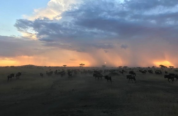 Davido Beckhamo ir dviejų jo vaikų kelionės į Afriką akimirkos