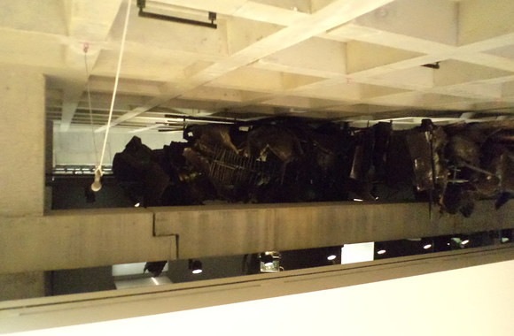 Žilvino Grigaičio akimirka iš Australijos