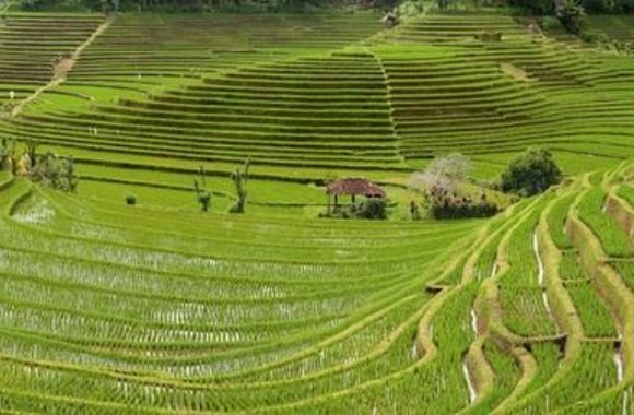 Terasų laukuose ką tik pasodinti ryžių daigai (Balis, Indonezija)