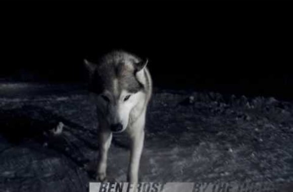 Ben Frost - Killshot