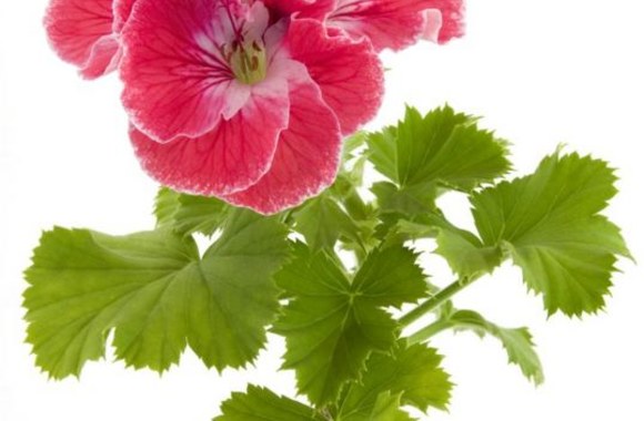 Pelargonija 