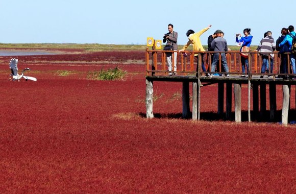 Raudonasis paplūdimys Kinijoje