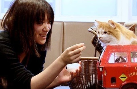 kaciu-kavine-tokijuje