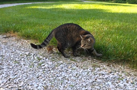 VIDEO kadras: Katės ir burunduko kova