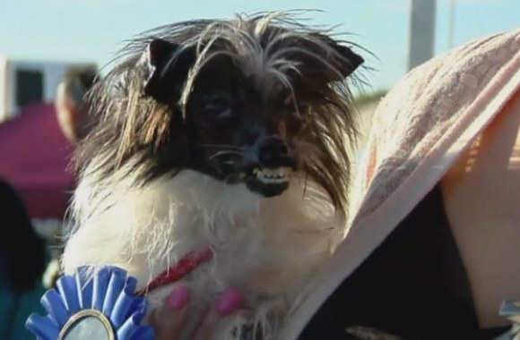 VIDEO kadras: Kalifornijoje išrinktas bjauriausias šuo pasaulyje