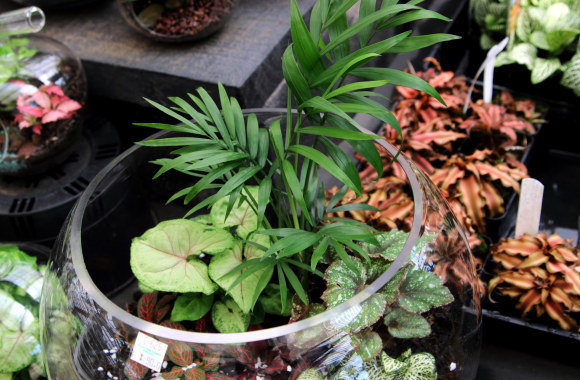 Terariumas su augalais.