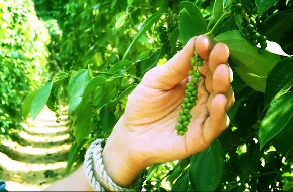 VIDEO kadras: Adomaitis travel diary. Vietnam. Same same but different! Part 1