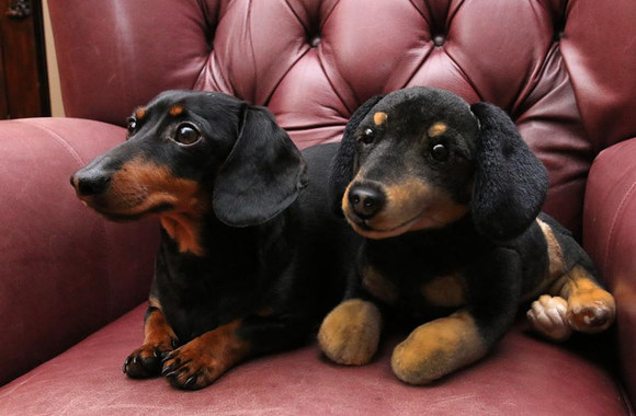 „Cuddle Clones“ įmonė kuria pliušines tikrų gyvūnų kopijas