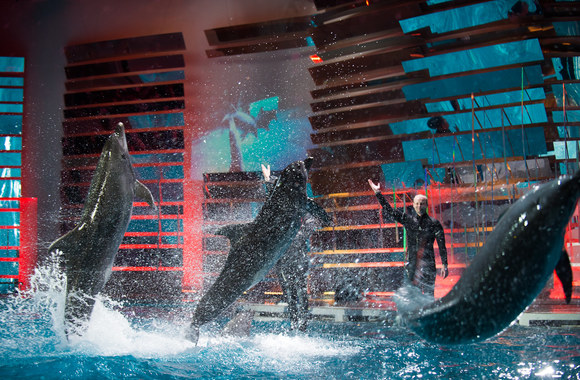 „Delfinai ir žvaigždės“ laidos akimirka