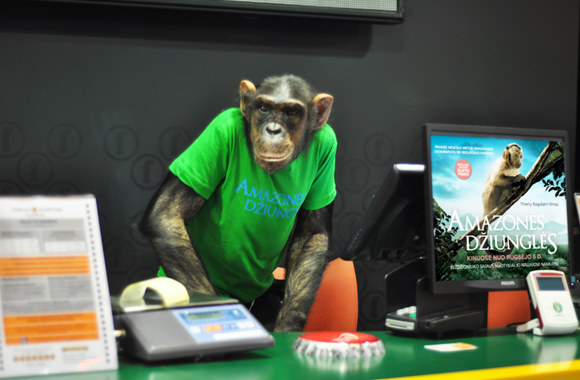 Šimpanzė Džonis dirbo kino teatre