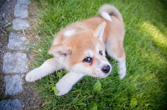 Monika Šalčiūtė pristato savo augintinį - Akita Inu veislės šunį, vardu Nino Persikas