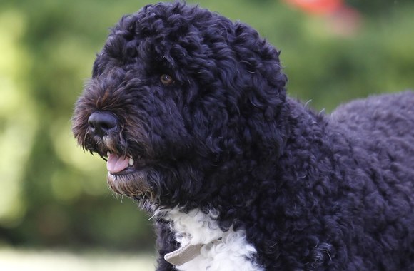 Baracko Obama augintinis Bo / „Scanpix“ nuotr.