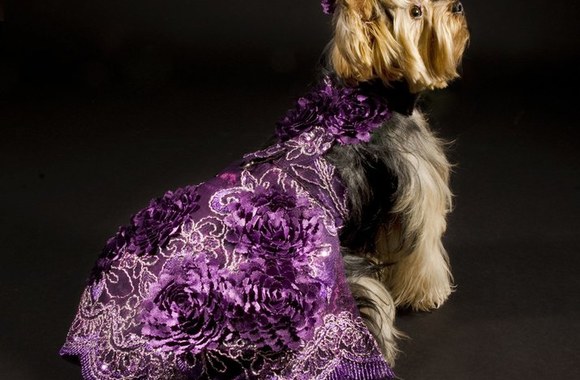 Aukštoji šuniukų mada