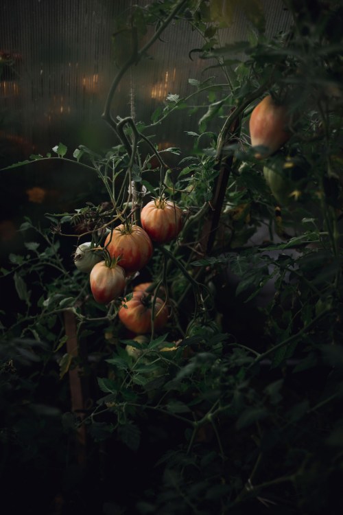 Pomidorai / Iš knygos „Sodo istorijos“