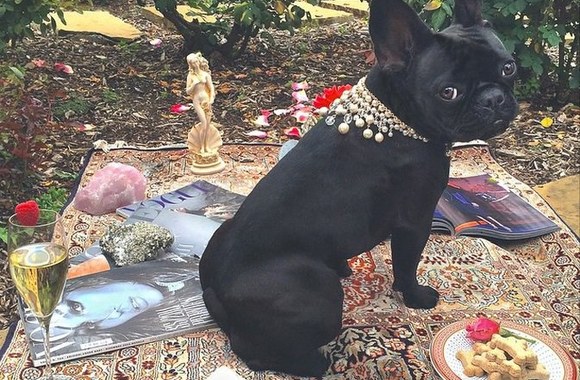 Lady Gagos augintinė Asia