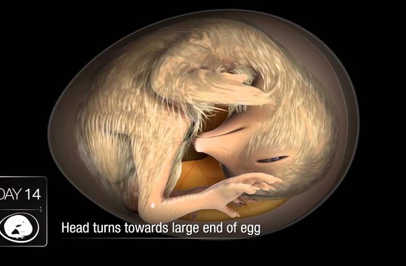 VIDEO kadras: Kaip kiaušinyje vystosi viščiukas