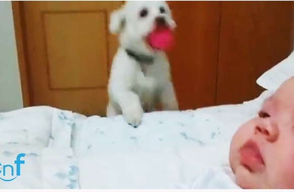 VIDEO kadras: Šuns ir mažylio draugystė