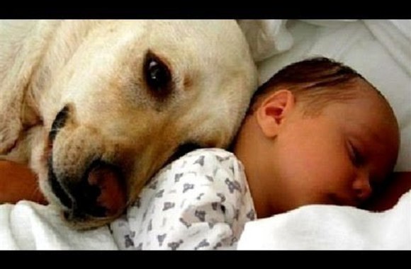 VIDEO kadras: Pirmasis susitikimas: kaip gyvūnai reaguoja į kūdikį