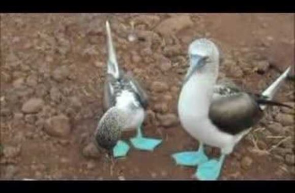 VIDEO kadras: Blue Footed Booby Mating Dance