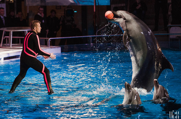 Projektas „Delfinai ir žvaigždės“