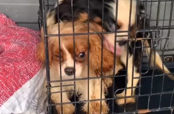 Kadrai iš nelegalios veisyklos Kretingos rajone /Stop kadras