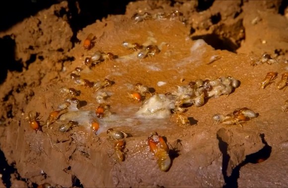 filmo-vabalai-anonsas