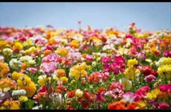 skamp-ir-vytautas-kernagis-musu-dienos-kaip-svente